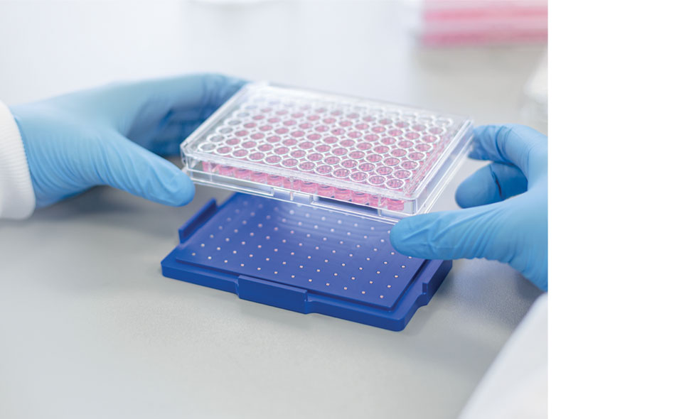 cell-culture-3D-955x590.jpg cell-culture-3D-955x590.jpg