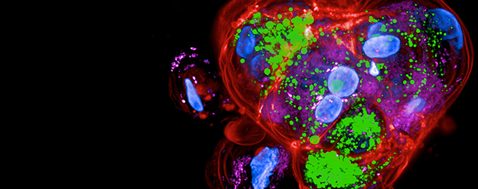 cellculture_assays_1920x760.jpg cellculture_assays_1920x760.jpg