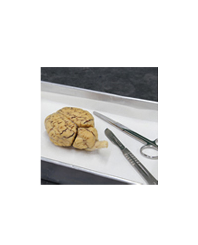 dissection_fr_400x495.jpg dissection_fr_400x495.jpg