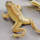 free-dried-preserved-140.jpg free-dried-preserved-140.jpg