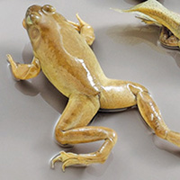 free-dried-preserved-200.jpg free-dried-preserved-200.jpg