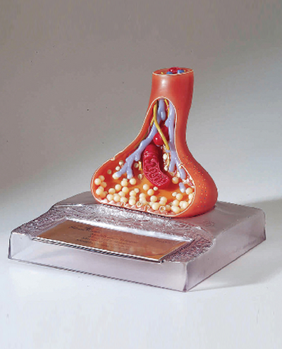 histology-models-400x495.png histology-models-400x495.png