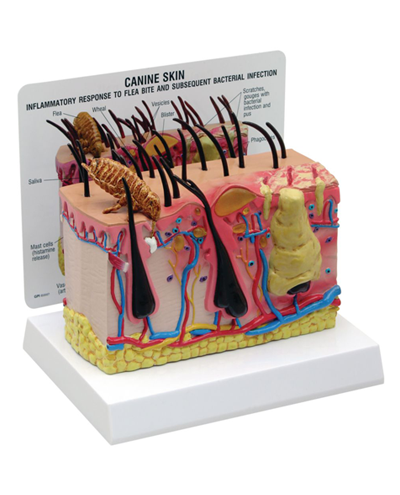 human-pathology-models-400x495.png human-pathology-models-400x495.png