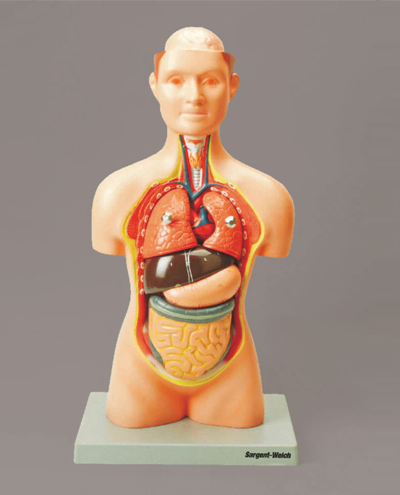 human-torso-models-400x495.png human-torso-models-400x495.png