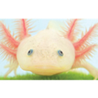 img2_classroom_pets_140.jpg img2_classroom_pets_140.jpg