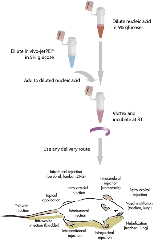 in-vivo-jetPEI---Protocol-2015.png