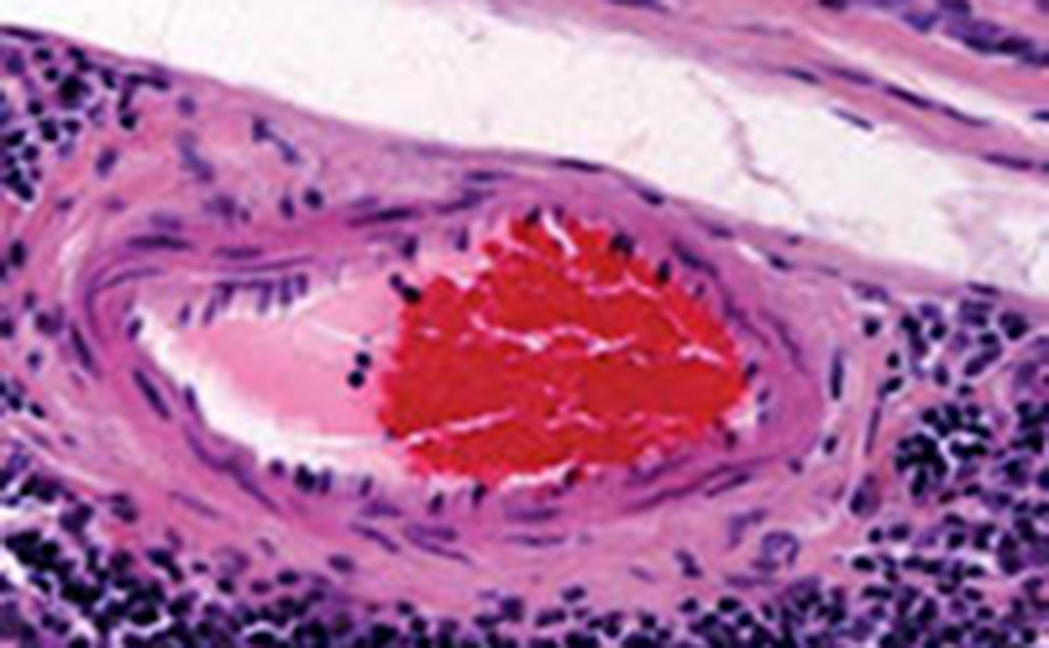 leica_histo_path_feature.jpg leica_histo_path_feature.jpg