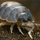 living-specimens-isopds_140x140.jpg living-specimens-isopds_140x140.jpg