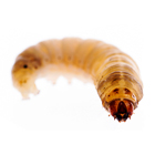 living-specimens-wax-worms_140x140.jpg living-specimens-wax-worms_140x140.jpg