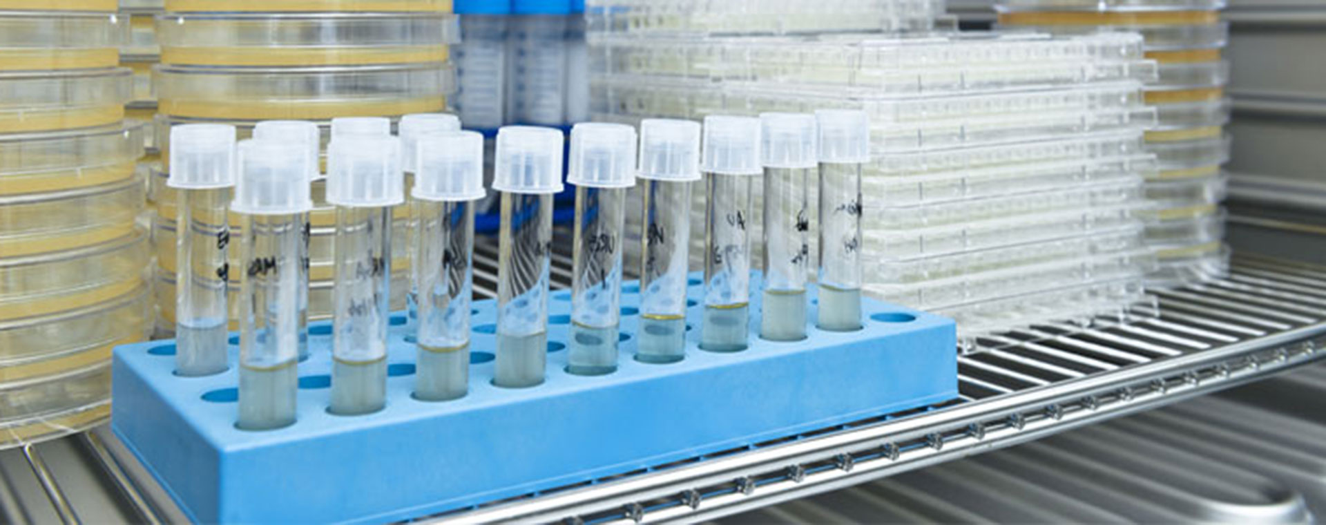 microbial-cultivation-1920x760.jpg microbial-cultivation-1920x760.jpg