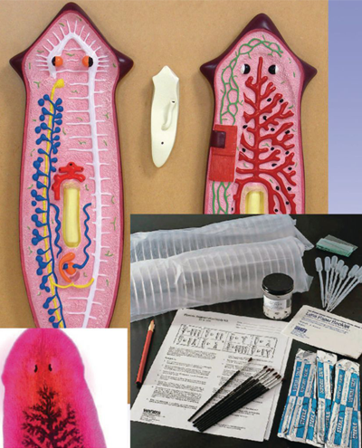 microorganism-models-400x495.png microorganism-models-400x495.png