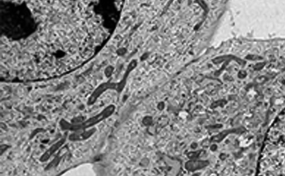 microscopy-sample-feature.jpg microscopy-sample-feature.jpg