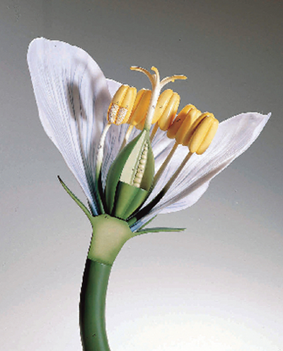 plant-models-400x495.png plant-models-400x495.png