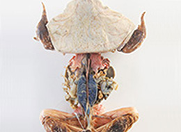 plastinated-biological-specimens-260x190.jpg plastinated-biological-specimens-260x190.jpg