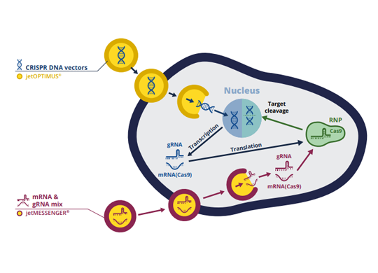Polyplus Reagents Transfection Reagents | VWR, part of Avantor