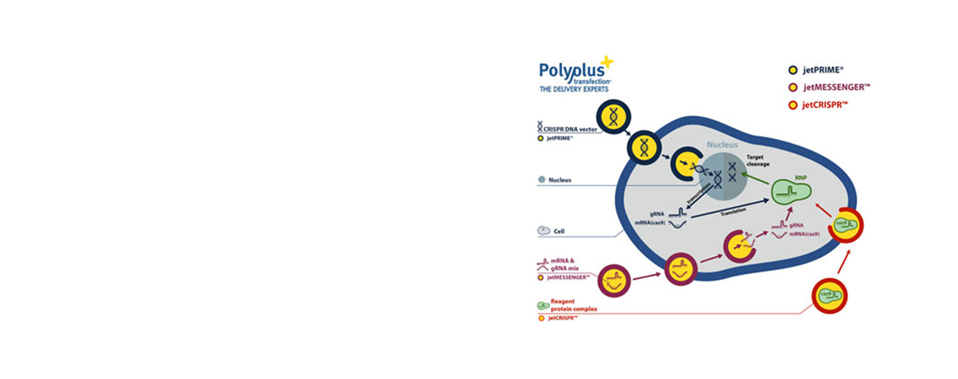 polyplus-crispr-webinar-1920x760.jpg