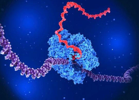 ribosome_translating.png