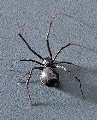 spider.jpg spider.jpg