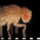 sw_drosophila_cultures_supplies_140.jpg sw_drosophila_cultures_supplies_140.jpg