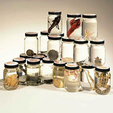 wards-animal-kingdom-jar-mount-sets-220.jpg wards-animal-kingdom-jar-mount-sets-220.jpg