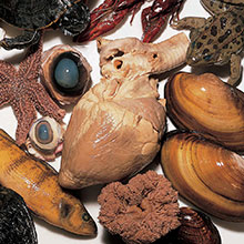 why-choose-wards-science-specimens-220 (1).jpg why-choose-wards-science-specimens-220 (1).jpg