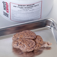 ws_agSciVetTechDissection_200.jpg ws_agSciVetTechDissection_200.jpg