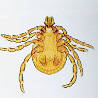 ws_agSciVetTechSlides_200.jpg ws_agSciVetTechSlides_200.jpg