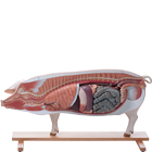 ws_agsciOverview_470029-792_pigModel_140.jpg ws_agsciOverview_470029-792_pigModel_140.jpg