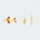ws_agsciOverview_470181-630_drosophila_140.jpg ws_agsciOverview_470181-630_drosophila_140.jpg