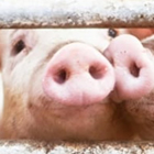 ws_agsic_vetsci_140x140.jpg ws_agsic_vetsci_140x140.jpg