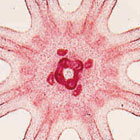 ws_animal_microscope_slides_140.jpg ws_animal_microscope_slides_140.jpg