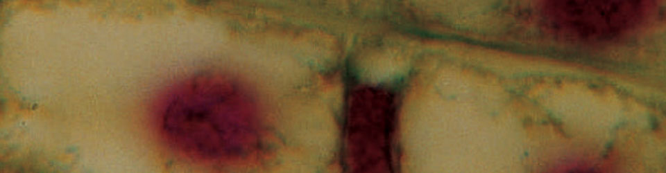 ws_ap_biology_960.jpg ws_ap_biology_960.jpg