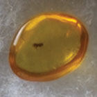 ws_arthropoda_insecta_fossil_specimens_140.jpg ws_arthropoda_insecta_fossil_specimens_140.jpg