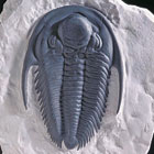 ws_arthropoda_trilobita_fossil_specimens_140.jpg ws_arthropoda_trilobita_fossil_specimens_140.jpg