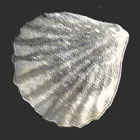 ws_brachiopoda_fossil_specimens_140.jpg ws_brachiopoda_fossil_specimens_140.jpg