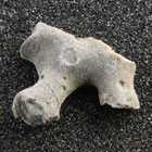 ws_bryozoa_fossil_specimens_140.jpg ws_bryozoa_fossil_specimens_140.jpg