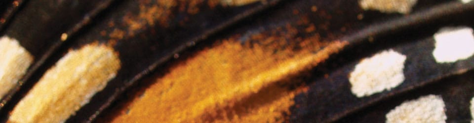 ws_butterflies_960.jpg ws_butterflies_960.jpg