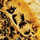 cell_development_microscope_slides cell_development_microscope_slides