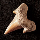 ws_chordata_chondrichthyes_fossil_specimens_140.jpg ws_chordata_chondrichthyes_fossil_specimens_140.jpg