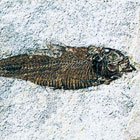 ws_chordata_osteichthyes_fossil_specimens_140.jpg ws_chordata_osteichthyes_fossil_specimens_140.jpg