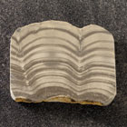 ws_collectors_corner_fossil_specimens_140.jpg ws_collectors_corner_fossil_specimens_140.jpg