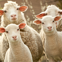 ws_cte-agsci-200x200.png ws_cte-agsci-200x200.png