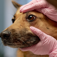 ws_cte_vet_tech_200x200.png ws_cte_vet_tech_200x200.png