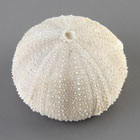 ws_echinodermata_fossil_specimens_140.jpg ws_echinodermata_fossil_specimens_140.jpg