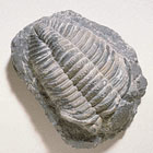 ws_fossil_specimen_140.jpg