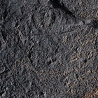 ws_hemichordata_fossil_specimens_140.jpg ws_hemichordata_fossil_specimens_140.jpg