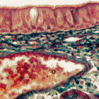 histology_microscope_slides histology_microscope_slides