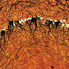 ws_histology_services_140.jpg ws_histology_services_140.jpg