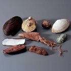 ws_invertebrate_preserved_specimens_140.jpg ws_invertebrate_preserved_specimens_140.jpg