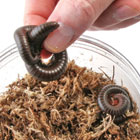 ws_live_coupon_redemption_140.jpg ws_live_coupon_redemption_140.jpg